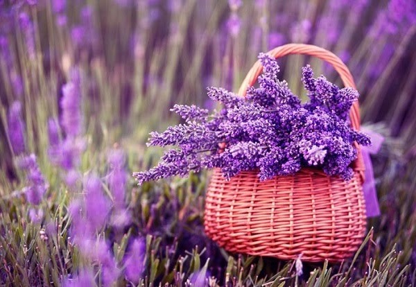 Tổng hợp các loại hoa tốt cho sức khỏe bạn đã biết chưa?